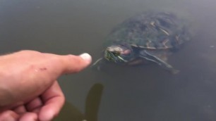 Black Man tries to Fuck a Girl Gets Bitten by a Turtle and Fucking Dies